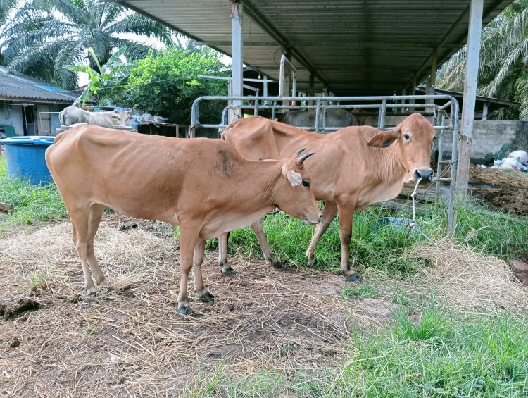 โคเมียนมาตีตลาดภาคใต้ ผู้เลี้ยงโค “พัทลุง” โคม่า ราคาตกต่ำ ขายไม่ได้
