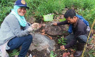 ฝนตกชุก เห็ดเผาะครบุรี ออกทุกเขา ชาวบ้านเก็บขายได้เงินดี
