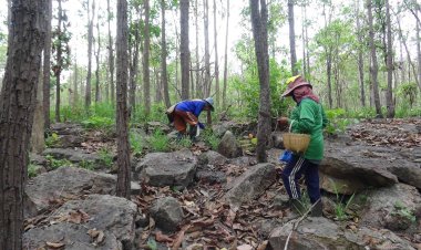 สวนสัตว์ขอนแก่น เปิดพื้นป่าให้ชาวบ้านเก็บผลผลิตตามฤดูกาลกระตุ้นศก.ชุมชน