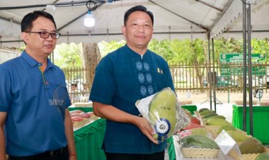 เกษตรกรเชียงใหม่แอปปี้ราคามะม่วงล่าฤดูปีนี้ดีกว่าปีที่ผ่านมา 100%