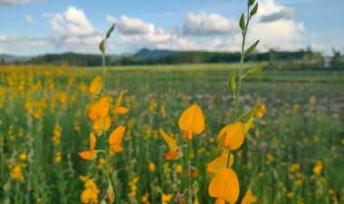 จุดเช็คอินแห่งใหม่ ปอเทืองบานสะพรั่งเหลืองอร่ามเต็มท้องนาข้าวที่สตูล