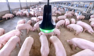 ซีพีเอฟ ย้ำ เลี้ยงหมูตามมาตรฐานสากล ผ่านการตรวจสอบสารตกค้าง ปลอดภัยต่อผู้บริโภค