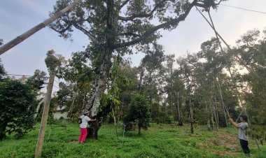 เปิดสวนเที่ยวชม  ชิม ช้อป "ทุเรียน GIปราจีนบุรี สายพันธุ์ใหม่...พันธุ์ทับทิมทอง"