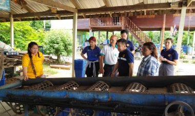 พาณิชย์พิจิตรลงพื้นที่ดูการตลาดมะนาวเมืองชาละวันหลังเข้าสู่ฤดูฝนผลผลิตออกชุกราคาจึงถูกสุด10ผล1บาท