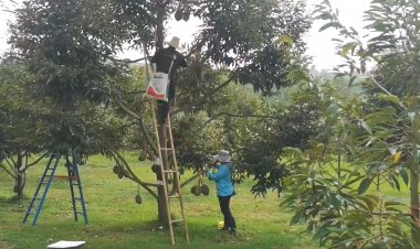 เปิดสวนทุเรียน 38 สายพันธุ์วังน้ำเขียว ชม ชิม ช้อป สดยกขั้วจากต้น