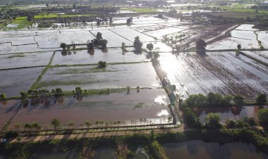 ชาวนายิ้มแก้มปริ ฝนตกท่วมทุ่งนาข้าวฟื้นคืนชีพหลังฝนทิ้งช่วงนับสัปดาห์