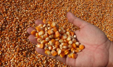 ข้าวโพดเลี้ยงสัตว์หายาก-แพง ดันต้นทุนเลี้ยงหมูสูงลิบ สวนทางราคาหมู