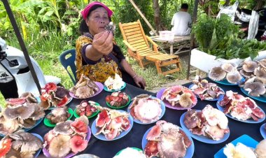 เก็บเห็ดระโงก-เห็ดแดง ขายตลาดเชียงใหม่คึกคัก ทำเงินสัปดาห์ละเกือบหมื่น