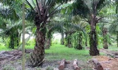 ปาล์มน้ำมันเมืองพัทลุงยังเคลื่อนไหลราคาปกติ 3.80 – 3.90