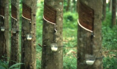 จีนเมินซื้อยางพาราไทยหันซื้อคู่แข่งชาติอาเซียนแทนเหตุราคาถูกกว่า