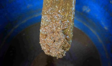 กากปลาร้าหาด้อยค่า เพิ่มมูลค่าการตลาดสู่ผงแคลเซียม