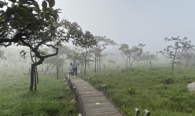 ชัยภูมิเปิดแล้วเทศกาลเที่ยวทุ่งดอกกระเจียวบาน ทิวลิปสยาม