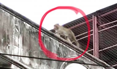 พิจิตรผวาสงสัยเป็นลิงจากลพบุรีดุร้ายบุกเข้าบ้านคนฆ่าแมวตาย