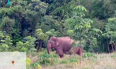 ชัยภูมิเร่งป้องกันช้างป่าภูเขียวโผล่ลงมาหากินในพื้นที่ชาวบ้านต่อเนื่อง