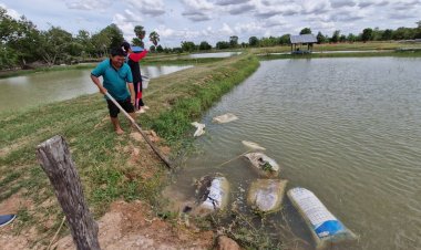 พลิกผืนนาดอนขุดสระเจาะบ่อดาลสูบน้ำเลี้ยงปลามีรายได้หลักแสนต่อเดือน