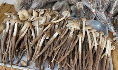 ชาวยโสธรแห่เข้าป่าชุมชนดงมันเก็บเห็ดโคนขายราคาพุ่ง กก.ละ 500