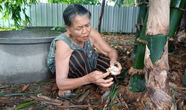 ยายเก็บเห็ดใต้กอไผ่ หลานนำไปแกงกิน อ้วกไม่หยุด หาม 5 ชีวิตส่ง รพ.วุ่น