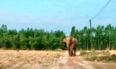 ผวาทั้งหมู่บ้าน!.โขลงช้างป่าอทยานฯทับลานบุกถอนมันสําปะหลังกินยับ