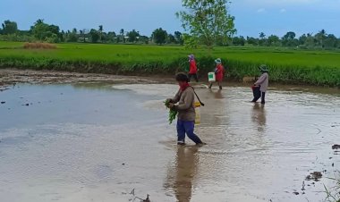 อาชีพใหม่สุดฮิต "รับหว่านข้าว"คนชัยภูมิรวมตัวเป็นกลุ่ม ทำรายได้วันละพัน