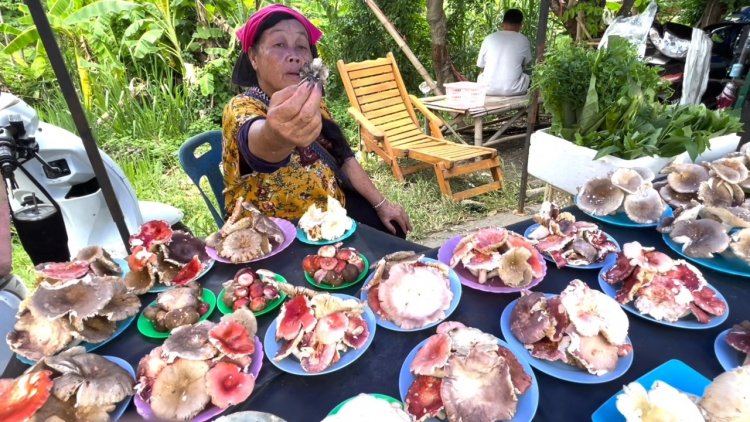 เก็บเห็ดระโงก-เห็ดแดง ขายตลาดเชียงใหม่คึกคัก ทำเงินสัปดาห์ละเกือบหมื่น
