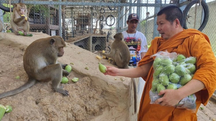 พระเมตตา ทอดผ้าป่าผัก ผลไม้ เลี้ยงลิงลพบุรี ถูกขังกรงกว่า 1 พันตัว