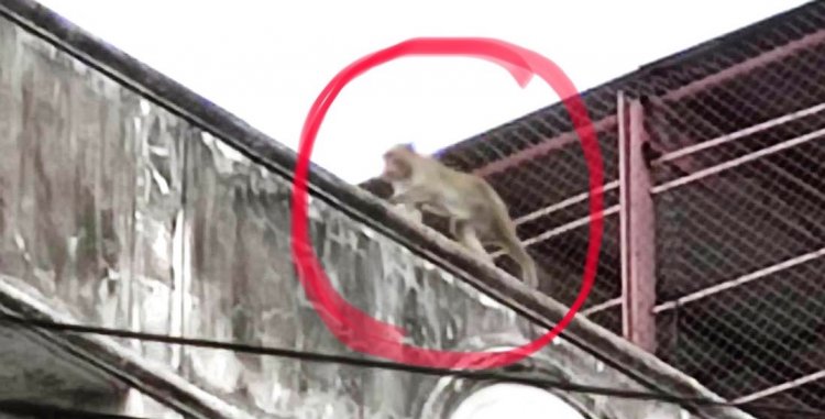 พิจิตรผวาสงสัยเป็นลิงจากลพบุรีดุร้ายบุกเข้าบ้านคนฆ่าแมวตาย