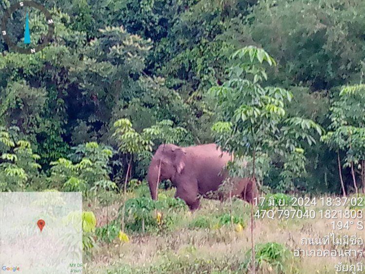 ชัยภูมิเร่งป้องกันช้างป่าภูเขียวโผล่ลงมาหากินในพื้นที่ชาวบ้านต่อเนื่อง