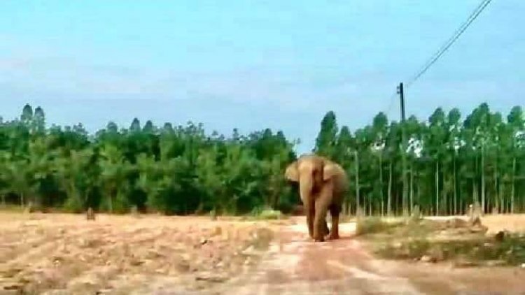 ผวาทั้งหมู่บ้าน!.โขลงช้างป่าอทยานฯทับลานบุกถอนมันสําปะหลังกินยับ