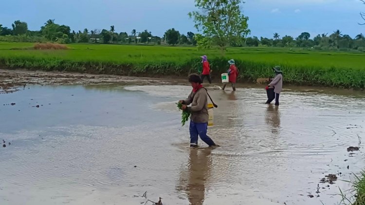 อาชีพใหม่สุดฮิต "รับหว่านข้าว"คนชัยภูมิรวมตัวเป็นกลุ่ม ทำรายได้วันละพัน