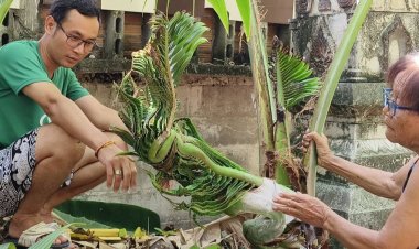 คอหวยแห่ขอเลขเด็ด ต้นมะพร้าวพญานาค แทงยอดข้างสิมเก่า อายุกว่า 100 ปี