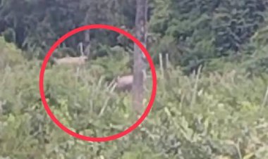 ชาวสวนเมืองนาดีผวาฝูงช้างป่ากว่า 20 ตัว ยกโขยงลงกินพืชไร่พังยับ