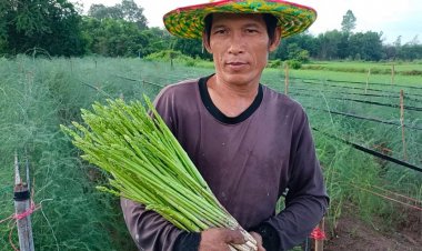 หนุ่มกบินทร์บุรี ปลูกหน่อไม้ฝรั่งเป็นอาชีพเสริม ขายเกรดเอ กก.ละ 150 บาท