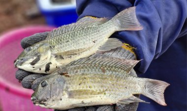 ความจริงที่ควรรู้ของ “ปลาหมอสีคางดำ”