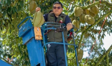 ตำบลทะเลทรัพย์เมืองชุมพร ต้นแบบแปลงใหญ่ทุเรียน แหล่งผลิตผลคุณภาพ