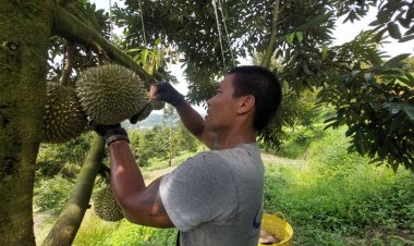 ชาวสวนเบตงเร่งเก็บทุเรียน 'โอฉี่ มูซานคิงส์'ขายทั้งออฟไลน์-ออนไลน์
