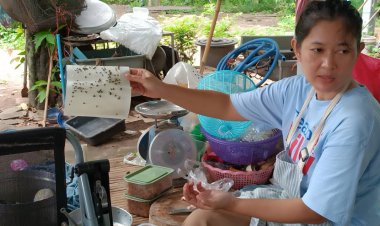คนนนทรีกบินทร์บุรีเดือดร้อนหนักแมลงวันจากฟาร์มไก่บุกยึดบ้านผวาแพร่เชื้อโรค
