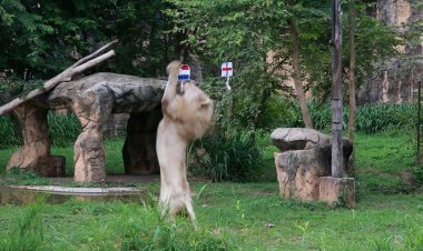 "เจ้าบอย" สิงโตขาว สวนสัตว์ขอนแก่น ฟันธง ฝรั่งเศส ชิง เนเธอร์แลนด์ ศึกยูโร 2024