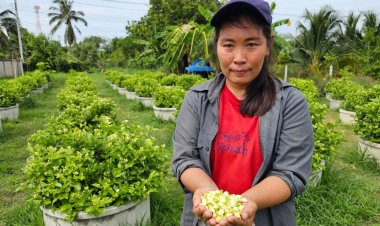 เกษตรกรสาวบางแพปลูกดอกมะลิในวงบ่อซีเมนต์ ดูแลง่าย ใส่ปุ๋ยคอกได้ผลผลิตงาม