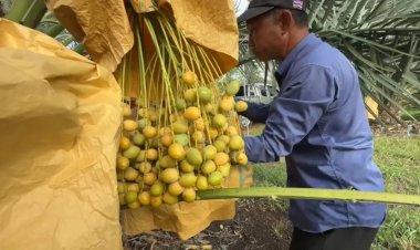 เสี่ยหนองกี่เนรมิตรสวนอินทผลัมเปิดเป็นแหล่งท่องเที่ยวเชิงเกษตร