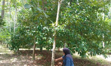 ชาวสวนพัทลุงยิ้มแก้มปริมมังคุดราคาพุ่งกก.ละ40บาทเหตุปีนี้ออกผลน้อย