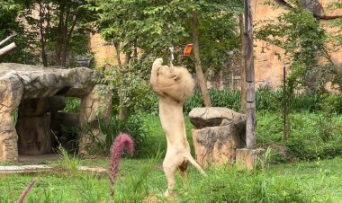 กูรู "บอย"สิงโตขาว "กระทิงดุ"ไล่ขวิด "สิงโตคำราม"ซิวถ้วยยูโร 2024