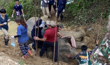 หมดสุดยื้อ ช้างป่าสีดอวัย 50 ปี บาดเจ็บแผลเท้าอักเสบล้มแล้ว