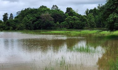 พายุใต้ฝุ่นถล่ม อ.เสนาง เมืองอำนาจเจริญ นาข้าวจมอยู่ใต้น้ำกว่า100 ไร่