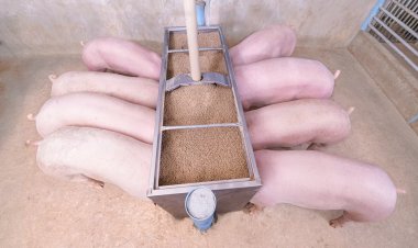 นวัตกรรมเนื้อสัตว์ หมู-ไก่ มีโอเมก้า-3 ดีต่อสุขภาพ