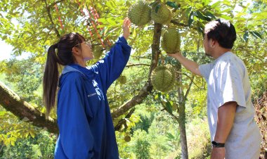 สามีภรรยาลุยสานต่ออาชีพพ่อทำสวนทุเรียน“สายพันธุ์ Mas Johor”สร้างรายได้งาม