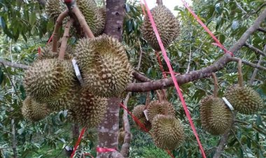 ล้งไทย-จีน เปิดศึกแย่งกว้านซื้อทุเรียนภาคใต้เหมายกสวนดันราคาพุ่ง