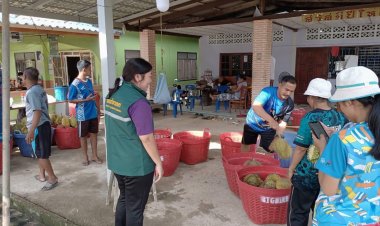 เกษตรอำเภอเบตงยกระดับมาตรการป้องกันและแก้ไขปัญหาทุเรียนด้อยคุณภาพ