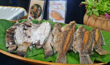 เปิดมาตรการสกัดปลาหมอคางดำระบาด ส่งปลานักล่า - รับซื้อกิโลละ 15 บาท ทำปลาส้ม ปลาป่น