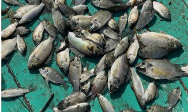 ปลัดเกษตรฯสั่งเปิดจุดรับซื้อปลาหมอคางดำพี่นที่ระบาด