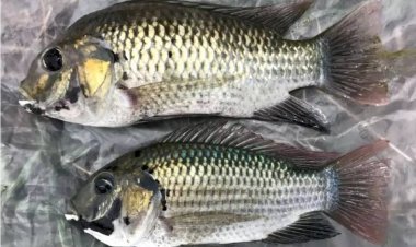 หมอคางดำ กับ หมอสีคางดำ ... คือตัวเดียวกัน